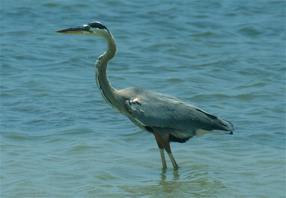 (16) Dscf5274 (great blue heron).jpg   (1000x692)   261 Kb                                    Click to display next picture